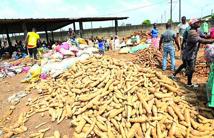 Principal tubercule consommé en Côte d’Ivoire, le manioc – ici sur un marché de Bingerville – est nécessaire à la sécurité alimentaire du pays. Photo : DR Principal tubercule consommé en Côte d’Ivoire, le manioc – ici sur un marché de Bingerville – est nécessaire à la sécurité alimentaire du pays. Photo : DR