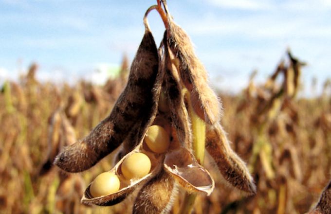 Le soja est l’un des deux produits biologiques togolais les plus exportés vers l’Europe. Photo : ministère de l’Agriculture du Togo. Le soja est l’un des deux produits biologiques togolais les plus exportés vers l’Europe. Photo : ministère de l’Agriculture du Togo.