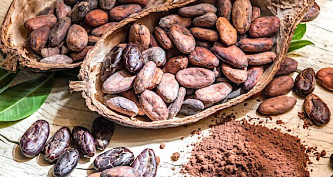 Fèves de cacao du Togo. Photo : Officiel Togo