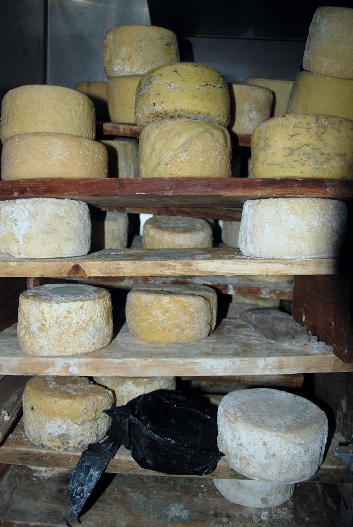 Affinage des fromages de vaches chez Ibrahima Fall, à Kolda. 