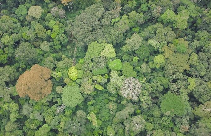 Vue aérienne de la forêt tropicale de la République démocratique du Congo. Photo : ATIBT Vue aérienne de la forêt tropicale de la République démocratique du Congo. Photo : ATIBT