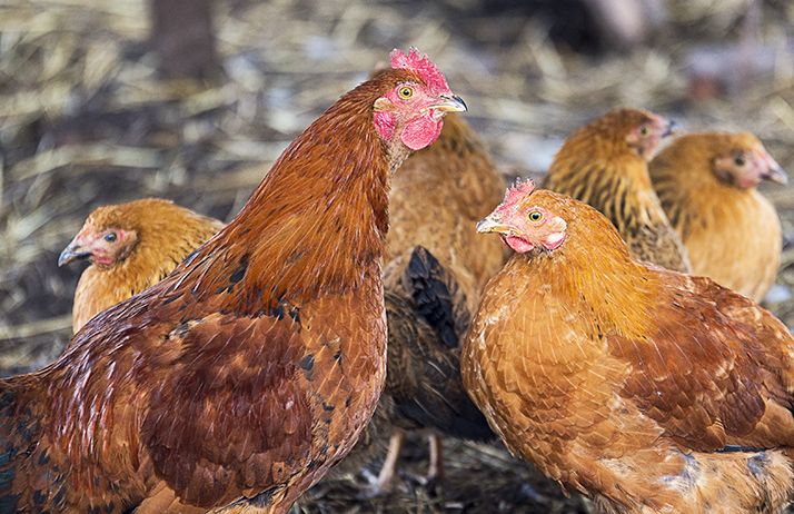 La nutrition des poulets de chair. © Manhattan001/Fotolia La nutrition des poulets de chair. © Manhattan001/Fotolia