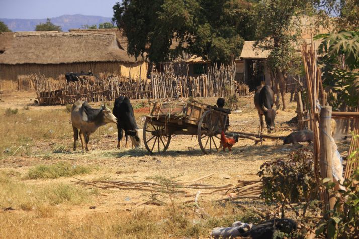 « En 2015, 99 % des fermiers de One Acre Fund avaient remboursé leurs emprunts dans les délais », selon l’association. Photo : Pascal06/Fotolia