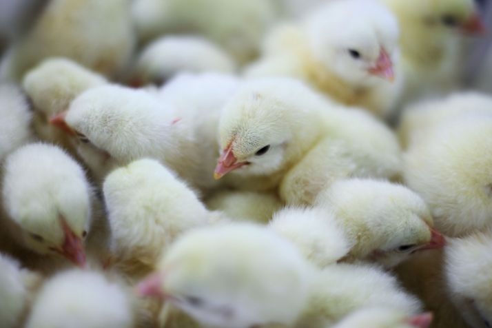 Papa Bakary Coly produit 24 000 poulets de chair par an.  Photo : Sakhorn38/Fotolia