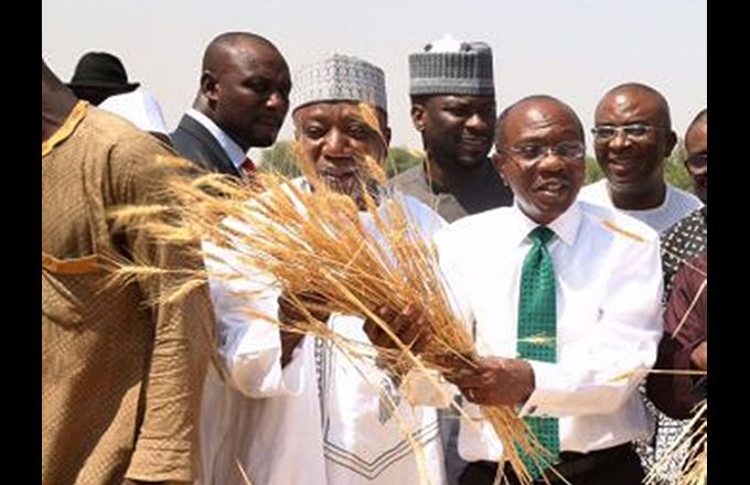 La FAO fait état d’une baisse de la consommation de riz au Nigeria. Ici, Godwin Emefiele, gouverneur de la banque centrale, en cravate verte, lors du lancement de la campagne riz dans l’État de Kebbi au Nord du Nigeria. Photo : Daouda Aliyou