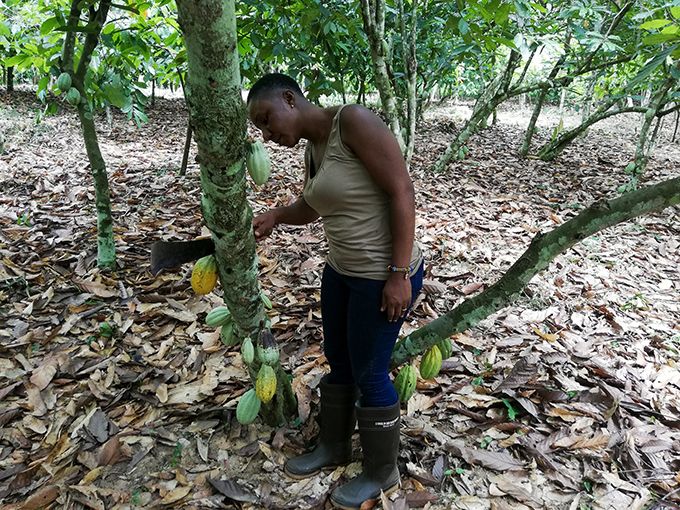 Les producteurs de cacao – ici en Côte d’Ivoire, premier pays producteur au monde – gagnent souvent difficilement leur vie. Photo : Moussa Camara