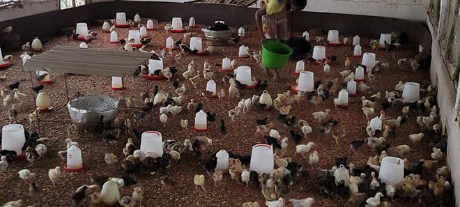 L'enceinte du couvoir de la ferme avec des poussins âgés de quelques jours. Photos : Stephen Fenou L'enceinte du couvoir de la ferme avec des poussins âgés de quelques jours. Photos : Stephen Fenou