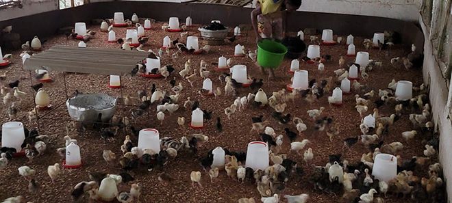 L'enceinte du couvoir de la ferme avec des poussins âgés de quelques jours. Photos : Stephen Fenou