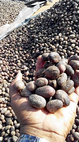 Noix de karité.