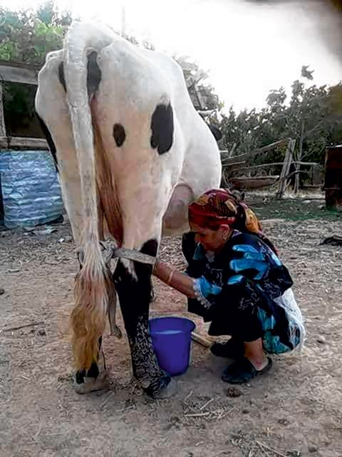 Les producteurs de lait se plaignent d’un prix trop bas. Photo : Utap