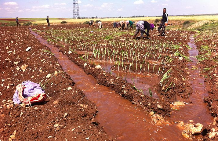 Au 25 avril, 62 % des cultures maraîchères de printemps sous irrigation étaient déjà installées, comme ici à El Hajeb, près de Meknès. Photo : Antoine Hervé Au 25 avril, 62 % des cultures maraîchères de printemps sous irrigation étaient déjà installées, comme ici à El Hajeb, près de Meknès. Photo : Antoine Hervé