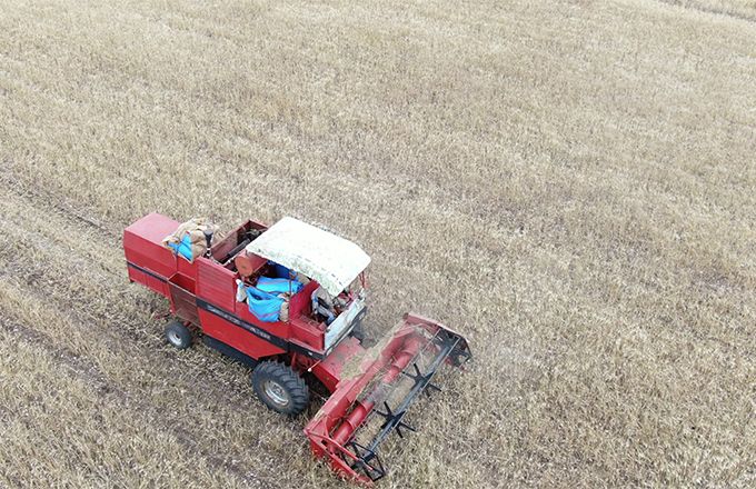 La faible pluviométrie a fait chuter les rendements des céréales au Maroc, comme ici dans la région d’Al Jadida au sud de Casablanca. Photo : OCP La faible pluviométrie a fait chuter les rendements des céréales au Maroc, comme ici dans la région d’Al Jadida au sud de Casablanca. Photo : OCP