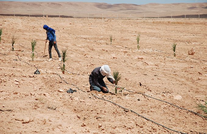 Plantation de palmiers dattiers dans la région d’Errachidia, au Maroc. Photo : Antoine Hervé Plantation de palmiers dattiers dans la région d’Errachidia, au Maroc. Photo : Antoine Hervé