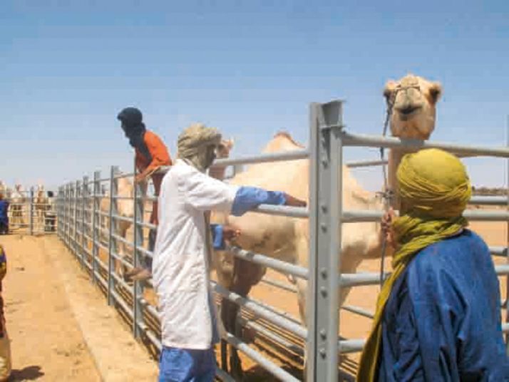 L’élevage de camélidés – ici la vaccination – est important en Mauritanie. © PM