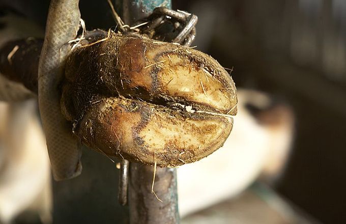 Un pied de bovin souffrant de boiterie. Photo : M.Delacroix