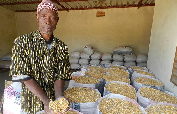 Le plan comprend notamment la production de deux millions de tonnes de maïs. Photo : Antoine Hervé