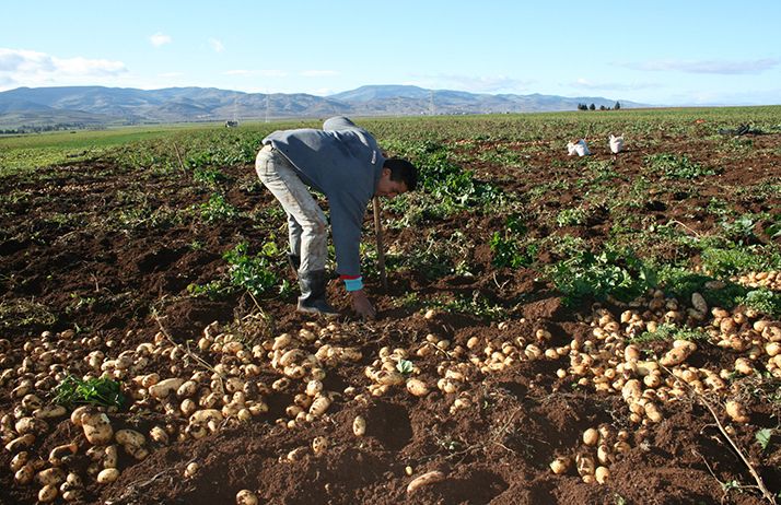  Il y aurait plus de 100 000 ha de pommes de terre aujourd’hui en Algérie, comme ici à Bouira. Photo : M. Naïli. 