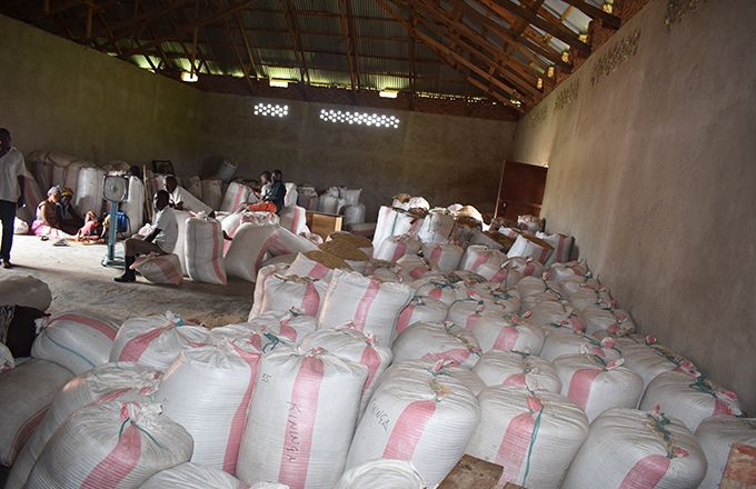 Récolte de riz en République démocratique du Congo. Photo : Merveille Kakule Saliboko Récolte de riz en République démocratique du Congo. Photo : Merveille Kakule Saliboko