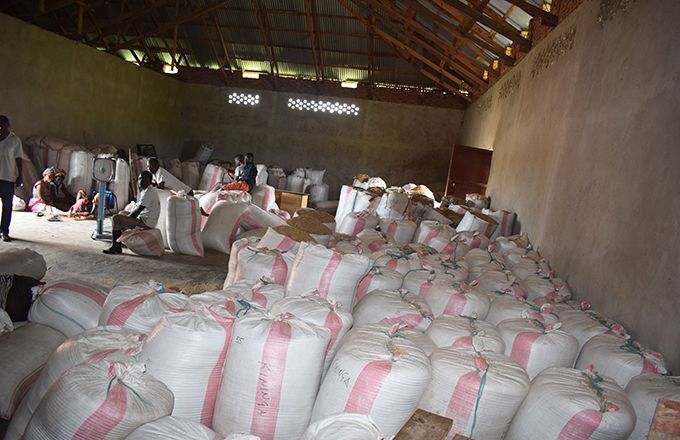 Récolte de riz en République démocratique du Congo. Photo : Merveille Kakule Saliboko