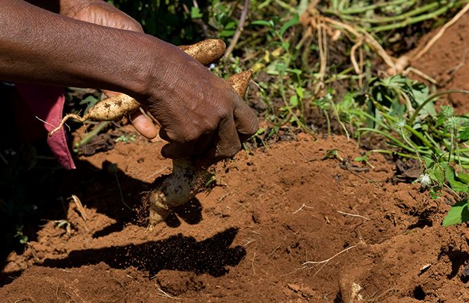 La production propre, avec un minimum de pesticides, comme ici à Ntfingula au Swaziland, est un impératif de l’agriculture de demain. Photo : FAO/Rodger Bosch La production propre, avec un minimum de pesticides, comme ici à Ntfingula au Swaziland, est un impératif de l’agriculture de demain. Photo : FAO/Rodger Bosch
