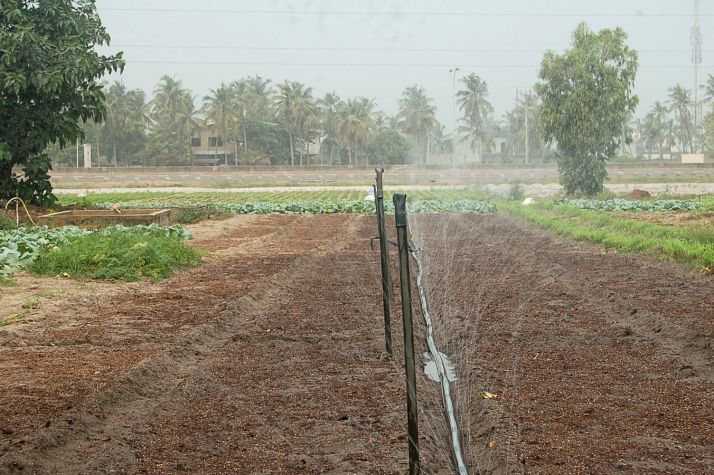 Chez les maraîchers de Sèmè-Kpodji au Bénin. Arrosage mécanique d’un semis de choux.