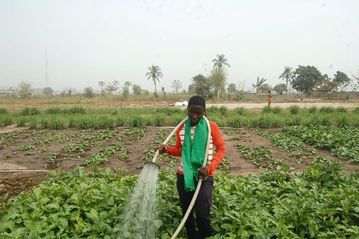 rep_0764.jpg  Afrique Agriculture