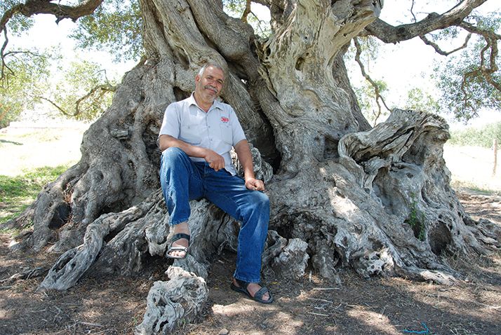 Nabil Bel Khiria est le gardien au quotidien de l’olivier millénaire. Photo : Antoine Hervé