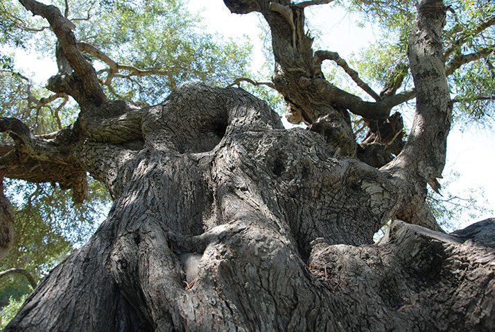 Le vieil arbre est tordu, noueux, mais toujours debout. Photo : Antoine Hervé