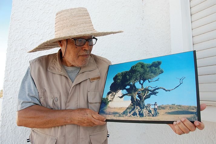 Aballah El Gtari, 84 ans, était l’ami de Freddy Tondeur,  le Français, aujourd’hui disparu, qui a daté l’olivier. Photo : Antoine Hervé