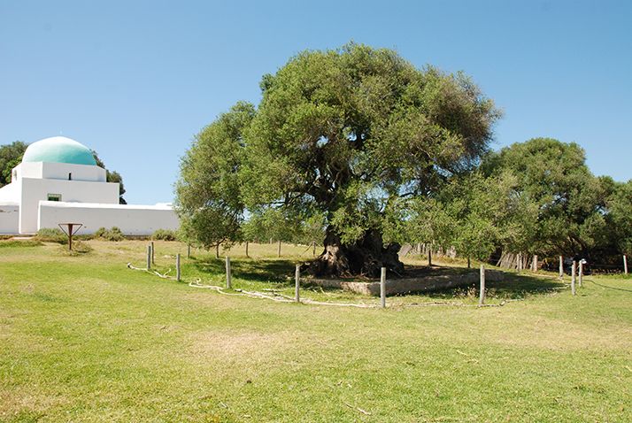 Le vieil arbre trône à côté d’une mosquée servant d’école coranique. Photo : Antoine Hervé