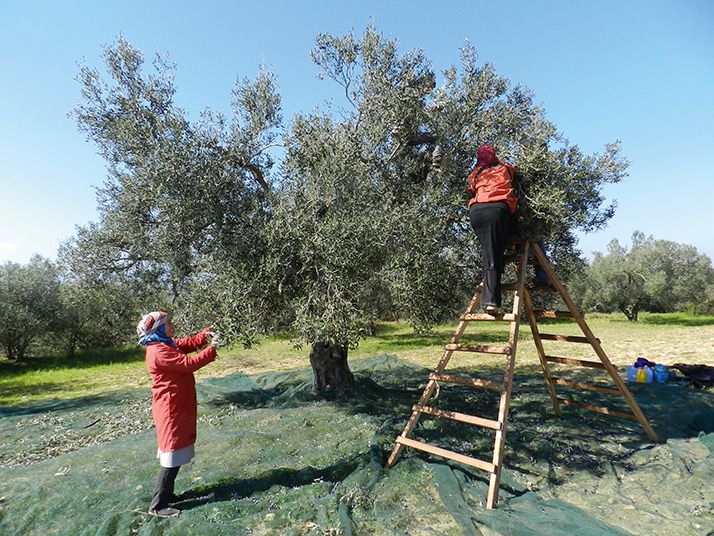 L’olivier, de la culture pluviale au super-intensif. Photo : Antoine Hervé