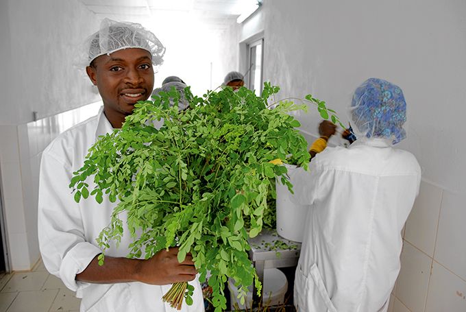 Jean-Marc N’Da, responsable de l’unité  de transformation du moringa. Photos : Antoine Hervé