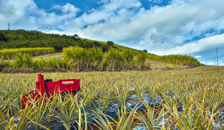 Le robot tropicalisé en action dans un champ d’ananas sur l’île de la Réunion. Photo : Naïo Technologies