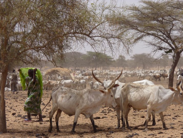 La zone sylvo-pastorale du Sénégal a un rôle à jouer dans l'atténuation du changement climatique. Photo : PPZS