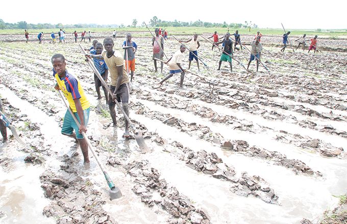La travail agricole est perturbé par la crise du Covid-19. Ici, dans une rizière en Casamance, au Sénégal. Photo : A. Hervé La travail agricole est perturbé par la crise du Covid-19. Ici, dans une rizière en Casamance, au Sénégal. Photo : A. Hervé