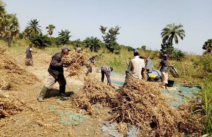 Le développement de la filière soja biologique au Togo a été possible grâce au soutien de l’Etat. Photo : Kiki Tassi