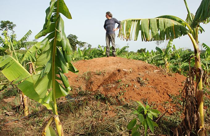 Le respect de la terre est essentiel aux plantes et à l’alimentation, comme dans cette bananeraie de Côte d’Ivoire. Photo : Antoine Hervé Le respect de la terre est essentiel aux plantes et à l’alimentation, comme dans cette bananeraie de Côte d’Ivoire. Photo : Antoine Hervé