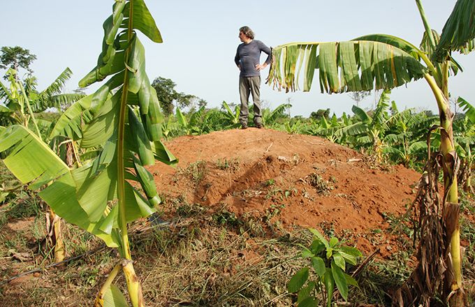 COCOSOL - Le leader de l'agriculture hors sol en Afrique