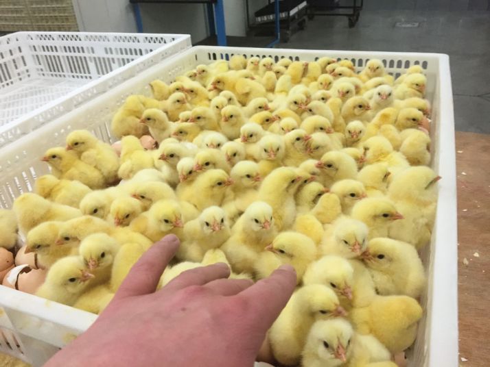 Les poussins sont actifs et réactifs aux mouvements. Photo : Frank Verschuere