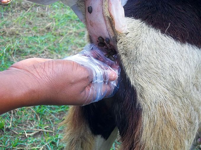Prélèvements de fèces sur un ovin. tk_animale_fiche_tk_ovins_prelevements_de_feces.jpg