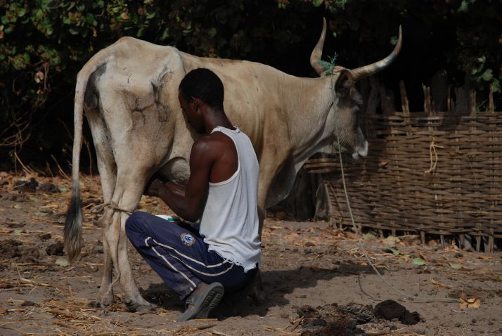 Production de lait dans la région de Kolda, au Sénégal. Photo : A. Hervé