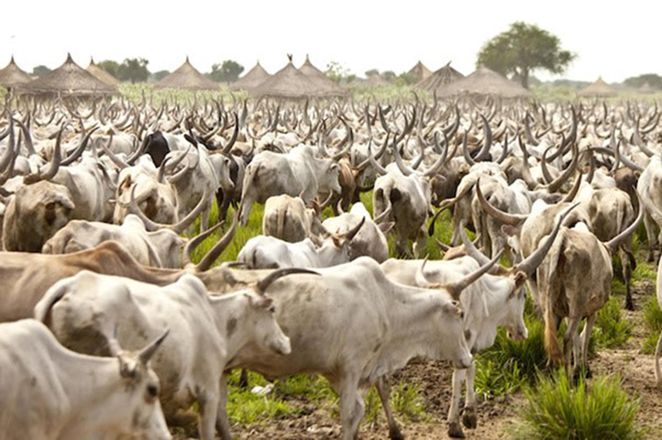 Au Togo, chaque année, environ 30 000 bovins transhument dans le pays à la recherche de pâturages. Photo : MAT