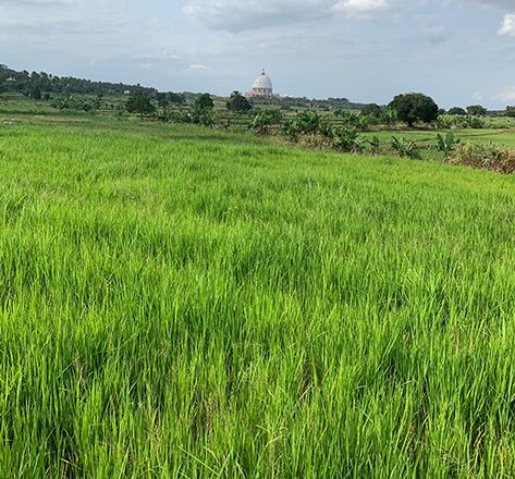 La Côte d'Ivoire devrait doubler sa production de riz pour répondre à une croissance annuelle de la demande domestique de 3 %. Photo : Tia Gueu Stéphane