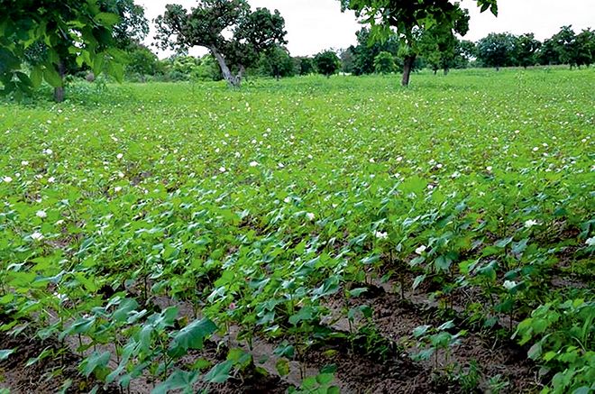 Le Burkina a renoncé au coton transgénique en mars 2016. Ici, un champ de coton de variété conventionnelle au sud-ouest du pays. Photo : Tiego Tiemtoré