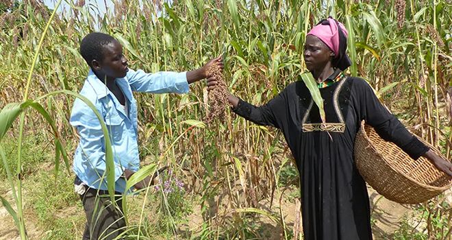 Un couple de producteur de la semence améliorée de sorgho au Burkina Faso. Crédit : Magassa. Un couple de producteur de la semence améliorée de sorgho au Burkina Faso. Crédit : Magassa.