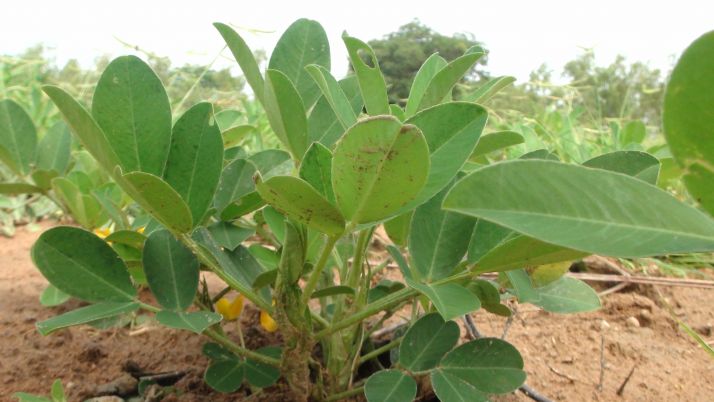 Un plant d'arachide en cours de maturation. 