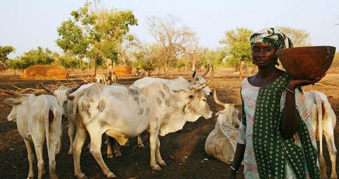 Un troupeau de bœufs au Sénégal. Photo : AVSF Un troupeau de bœufs au Sénégal. Photo : AVSF