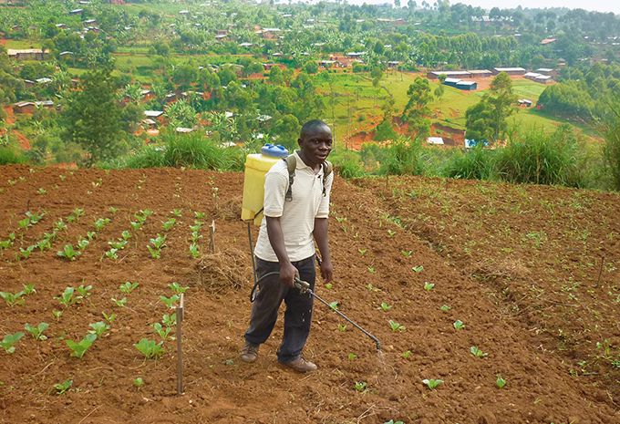 Traitement d’une parcelle de choux avec « des produits pharmaceutiques ». veg_fermier_congo_pulverisation.jpg