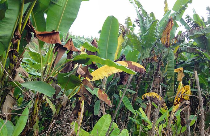 La maladie a dévasté environ 40 % des bananeraies de la région, comme ici près de Baswagha. Photo : C. M. Sengenya La maladie a dévasté environ 40 % des bananeraies de la région, comme ici près de Baswagha. Photo : C. M. Sengenya