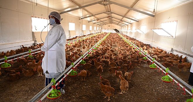 Ce projet comprend l’installation de deux unités d’élevage de poulet fermier, l’acquisition de poussins et d'aliments, l'assistance technique et la certification pour le label agricole « Poulet fermier ». Crédit : DR Ce projet comprend l’installation de deux unités d’élevage de poulet fermier, l’acquisition de poussins et d'aliments, l'assistance technique et la certification pour le label agricole « Poulet fermier ». Crédit : DR